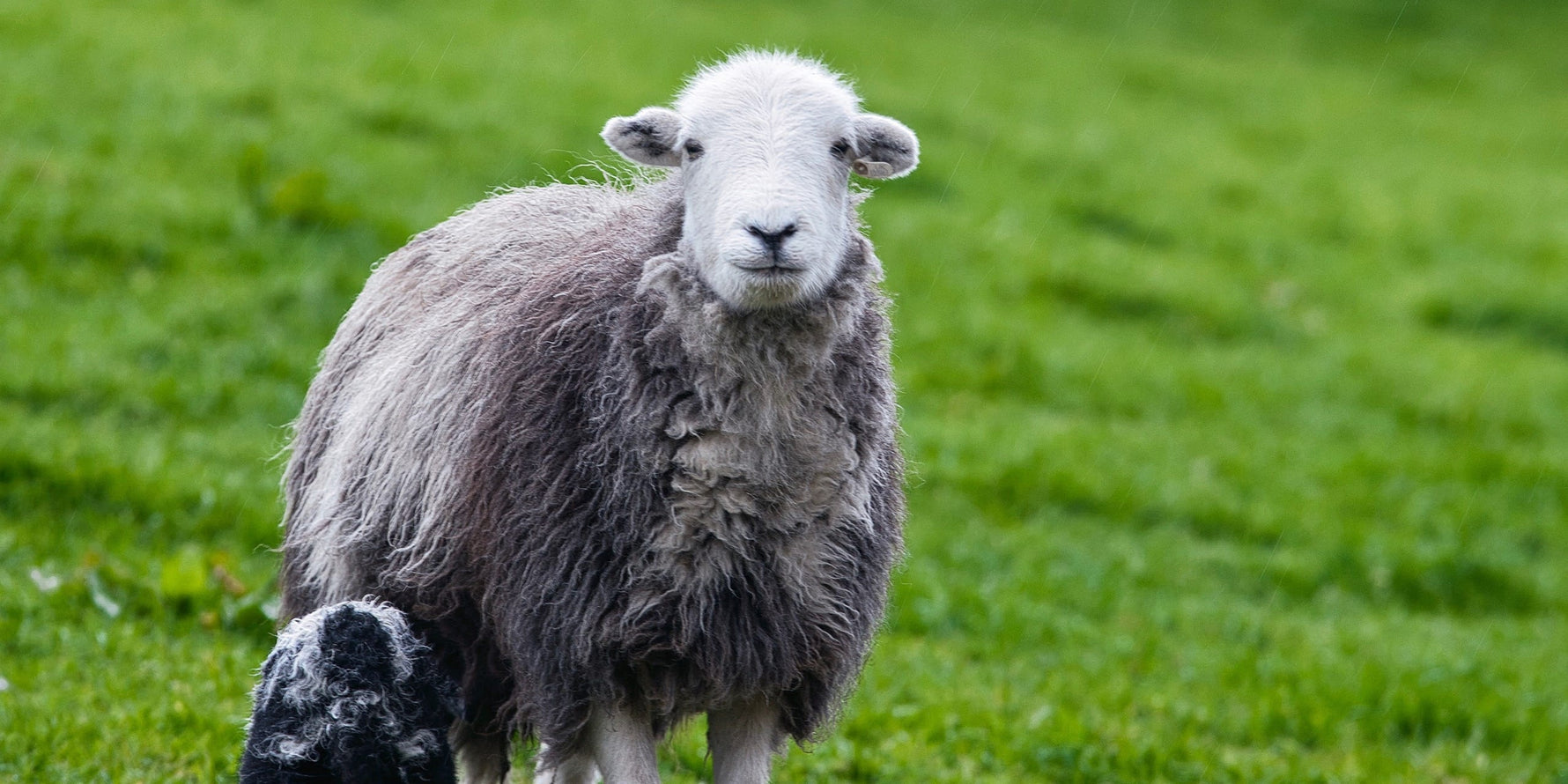 A Herdwick sheep ewe looks directly at the camera as her lamb suckles below