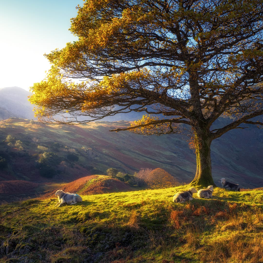 Herdy’s Top 5 Autumn Walks