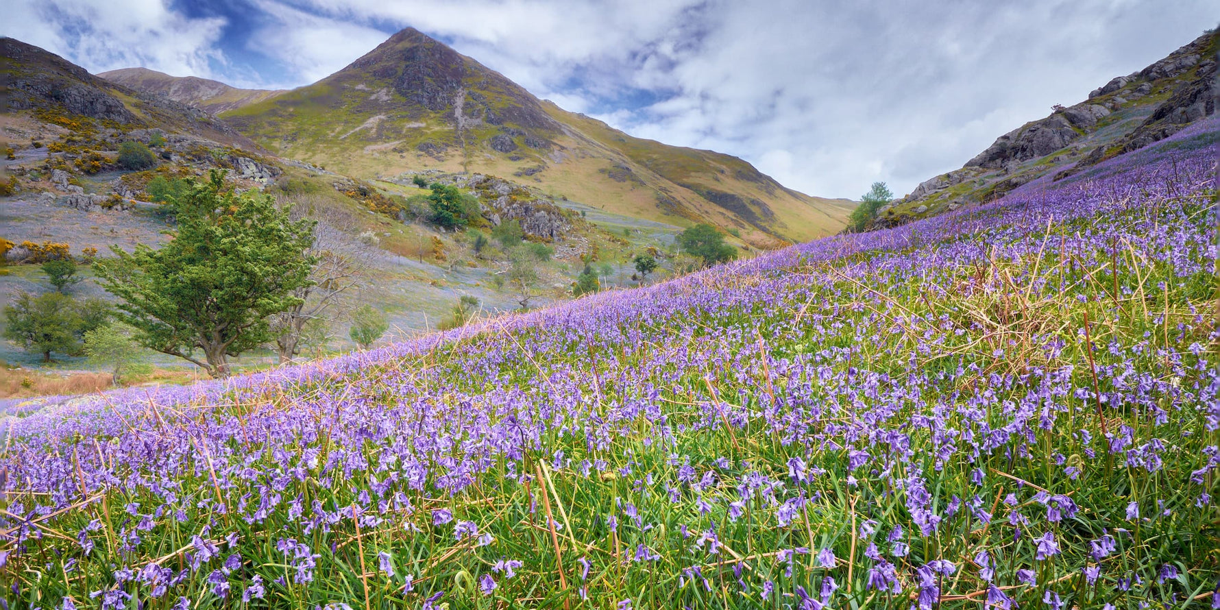 Bluebell walks in Cumbria: our favourite 4