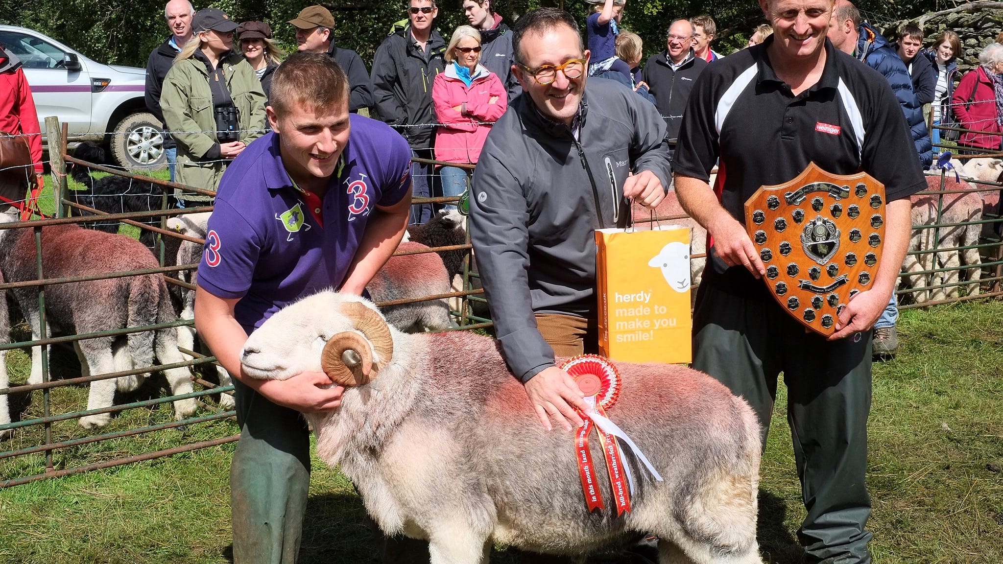 Champion Herdwick