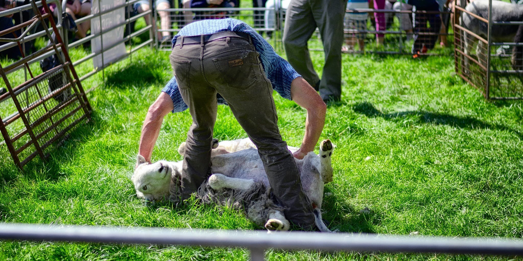 Clipping or Shearing a Sheep