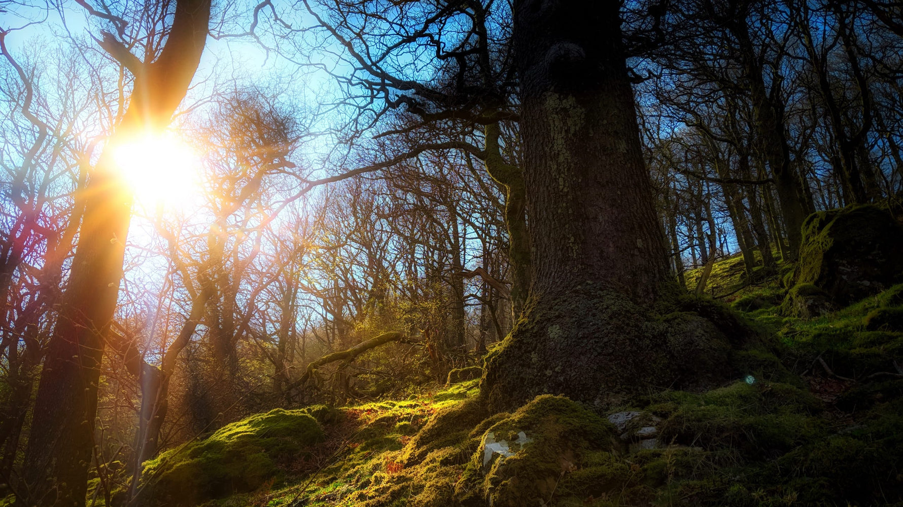 International Dawn Chorus Day
