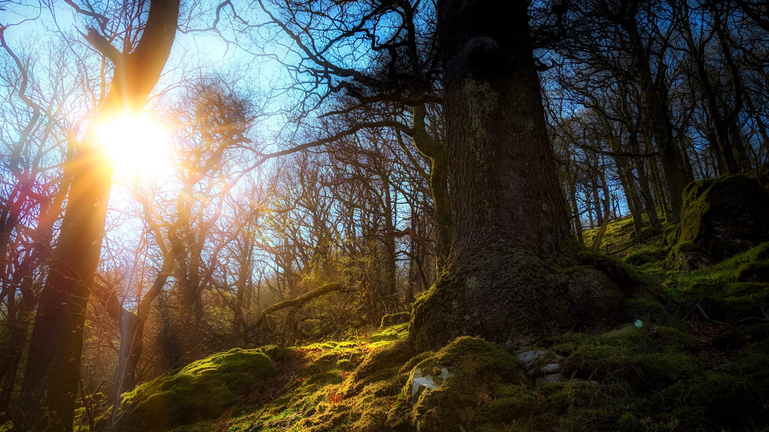 International Dawn Chorus Day