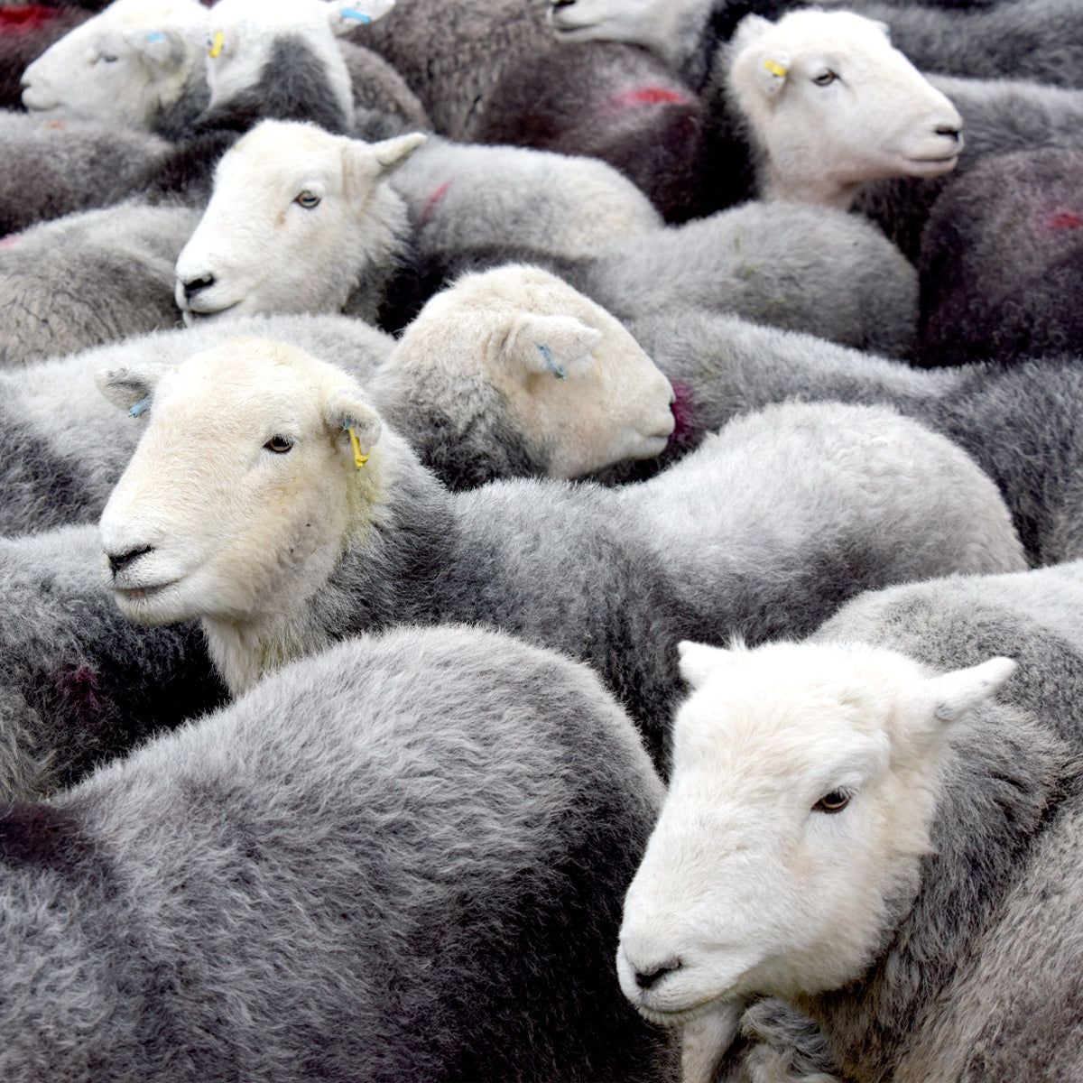 A flock of Herdwick sheep in the Lake District