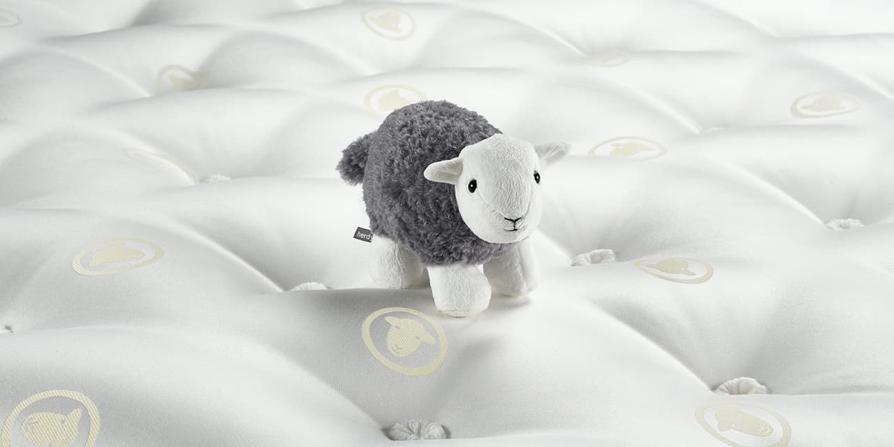 Sleep with the world's cutest sheep
