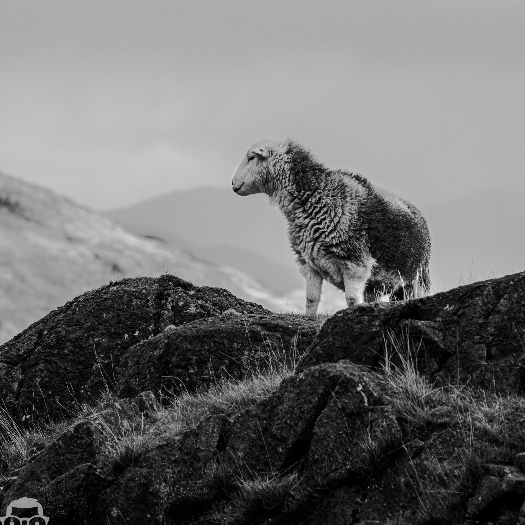 The History Of Herdwick Sheep
