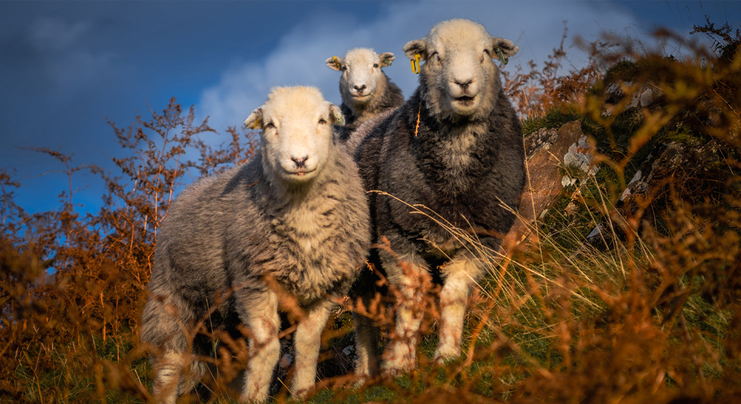 Top 5 Summer Walks for Herdwick Spotting in the Lake District