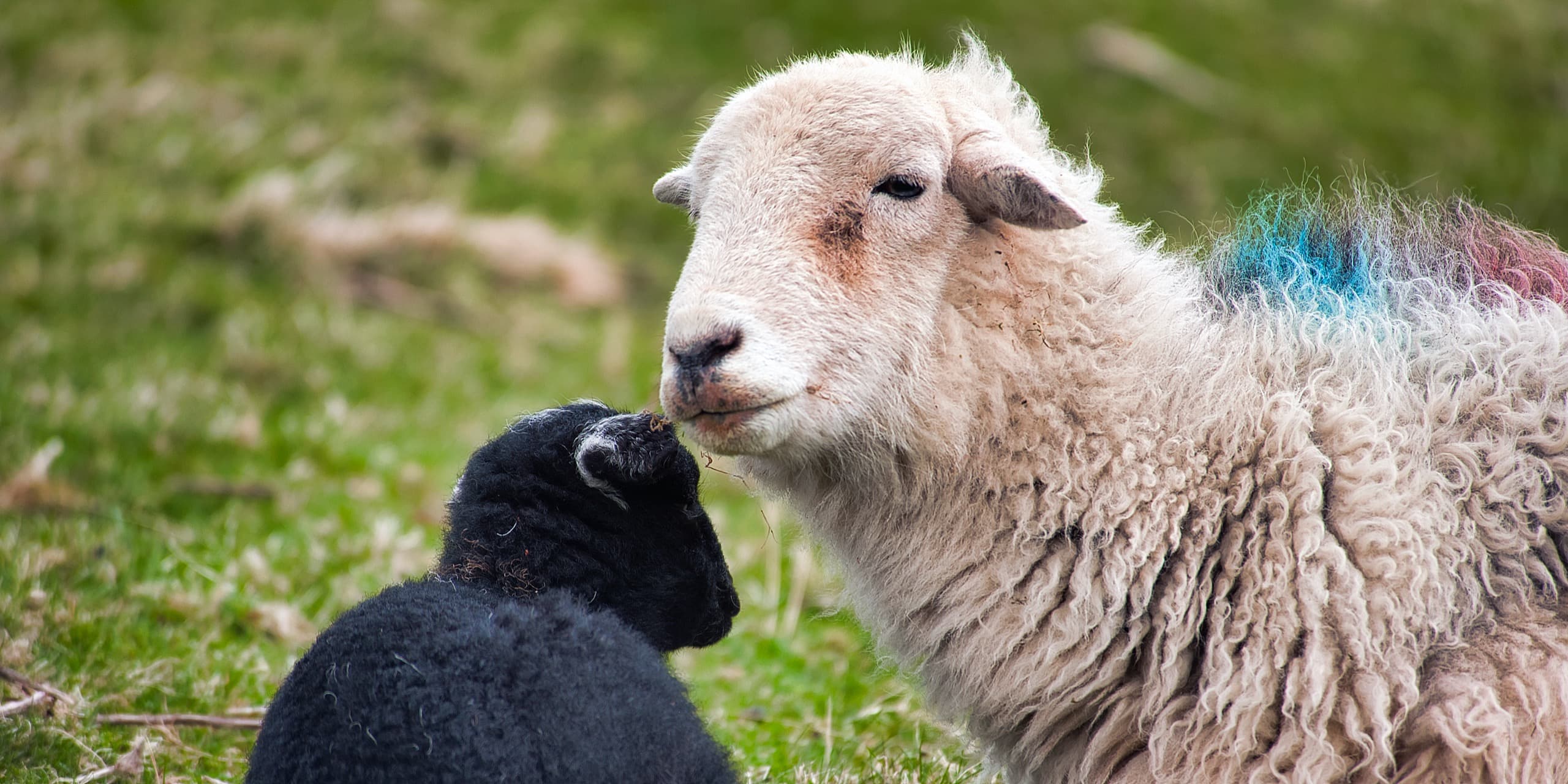Lambing time on a Herdwick farm in the Lake District