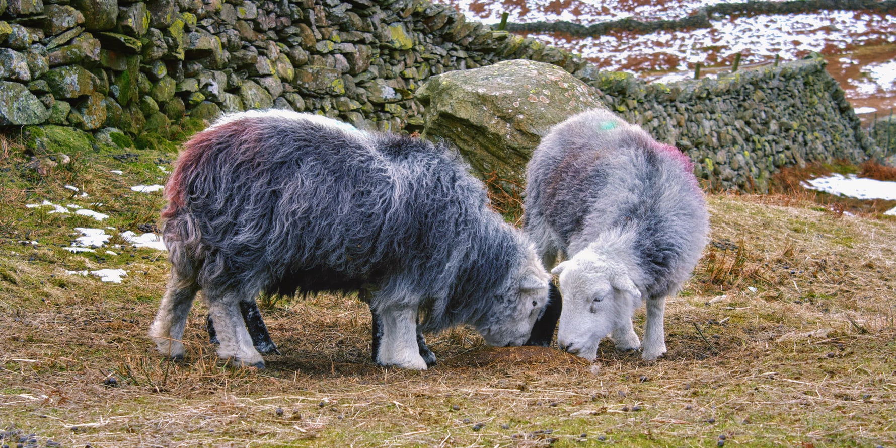 Late Winter On A Herdwick Sheep Farm