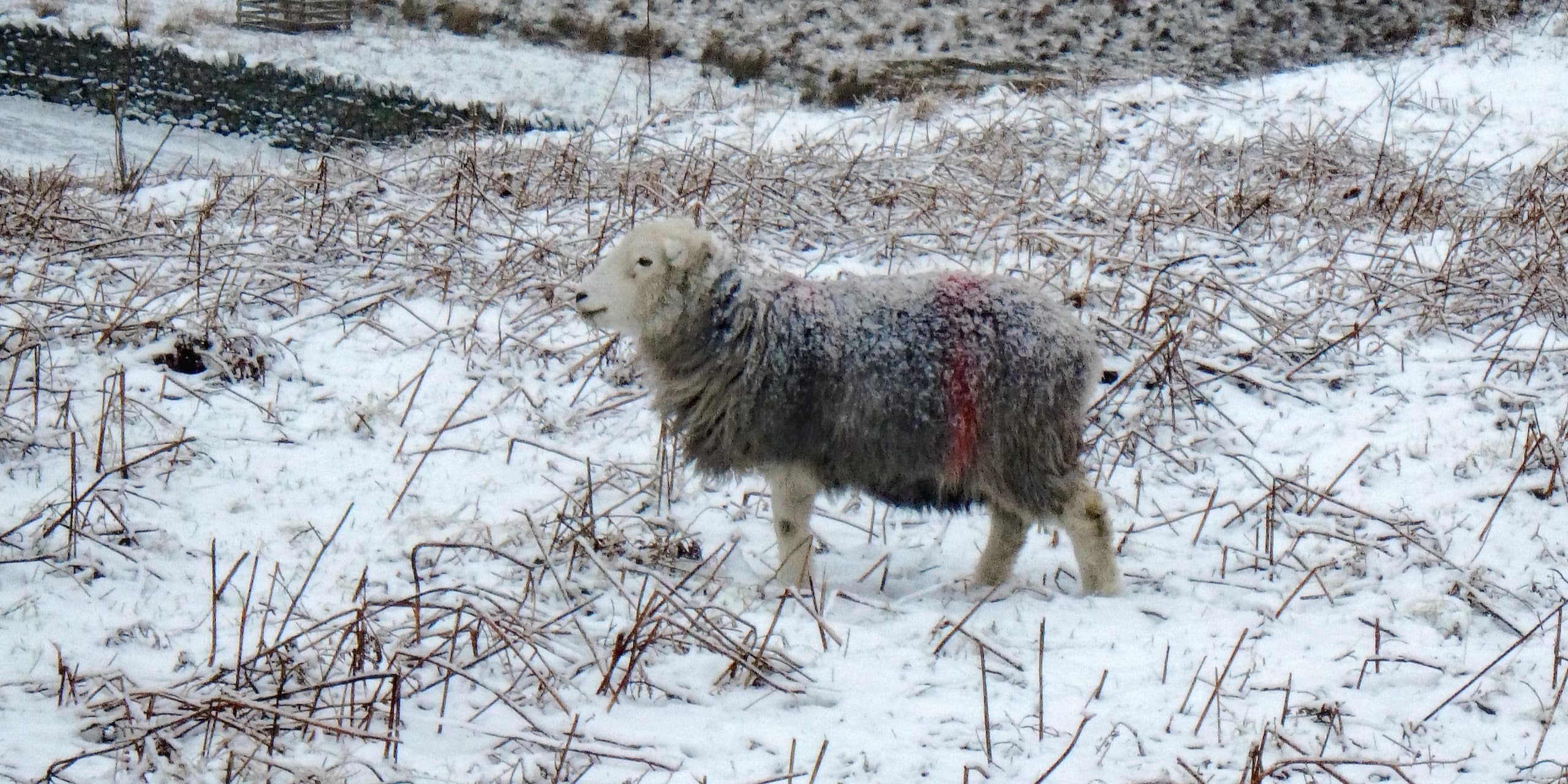 Mid-winter on a Herdwick farm in the Lake District