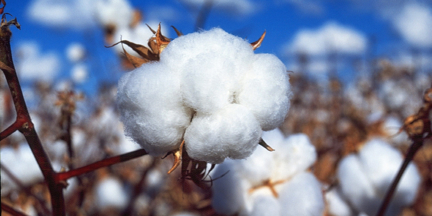 A cotton boll a in field, Narrabri, NSW, by Jane Kahler of CSIRO (CC-BY-SA-2.0)