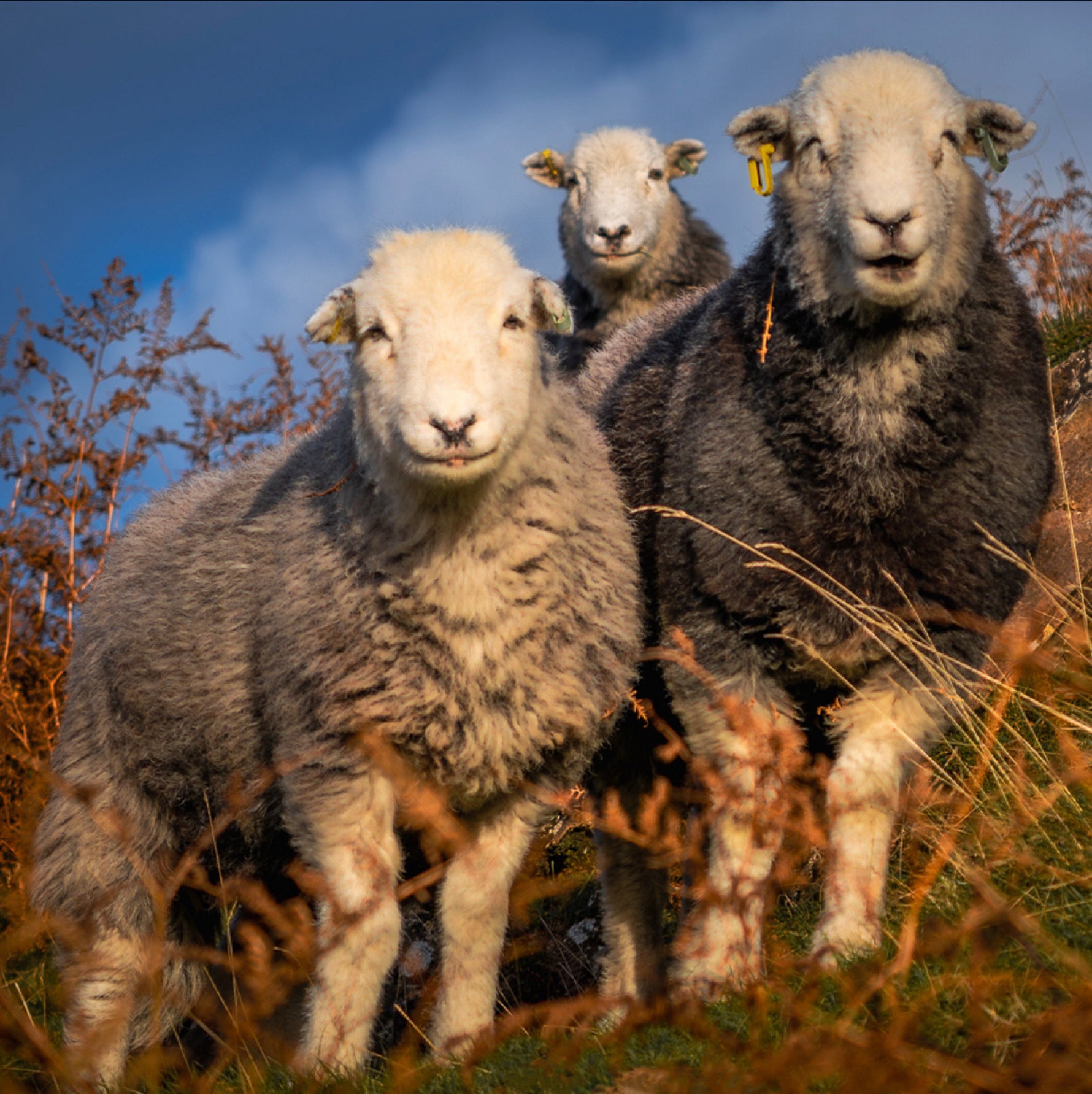 Top 5 Summer Walks for Herdwick Spotting in the Lake District