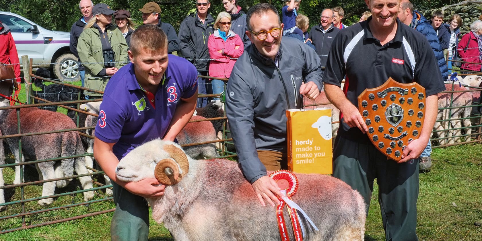 Showing Sheep in the Lake District