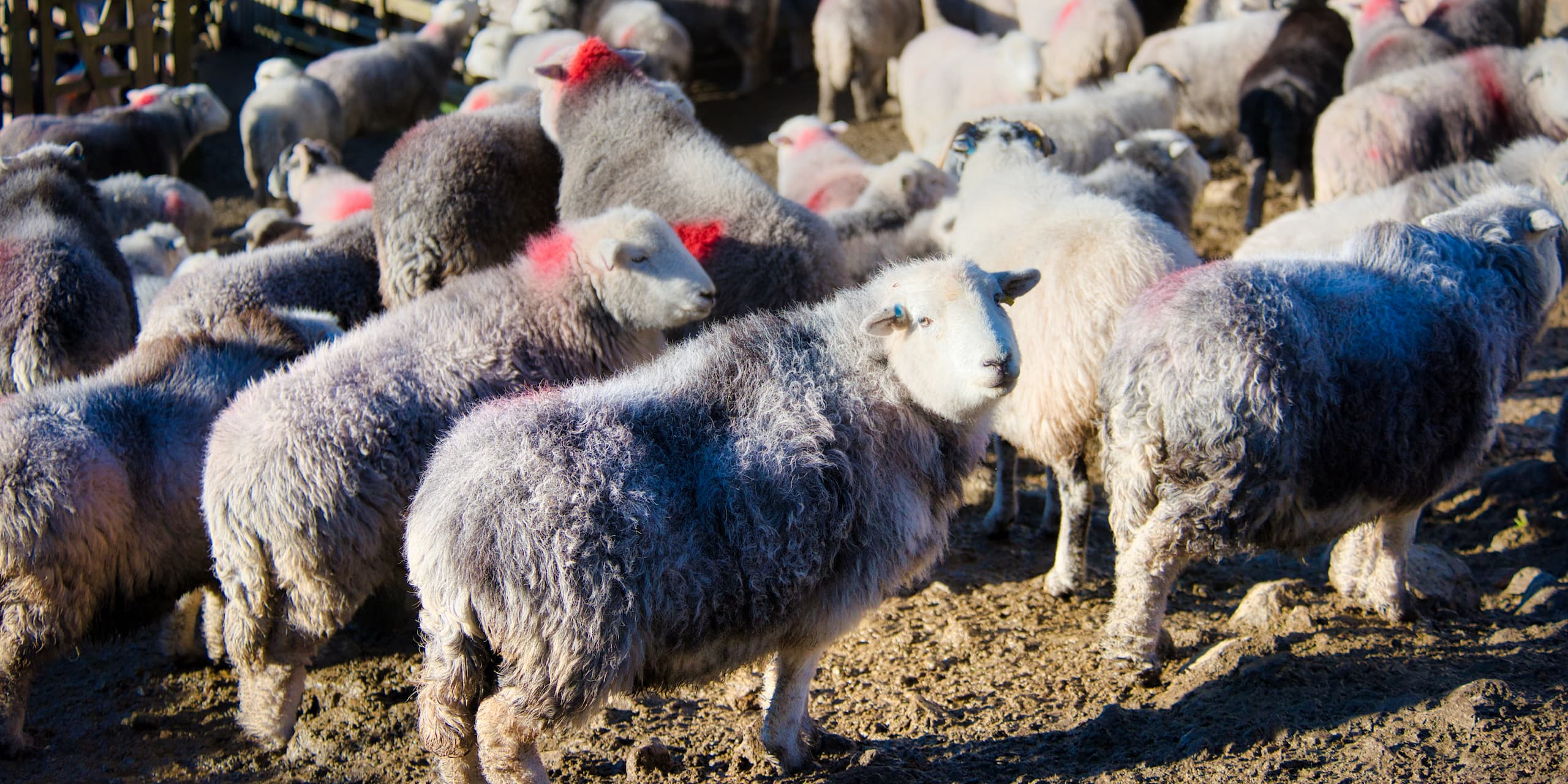 Coloured markings on Herdwick sheep