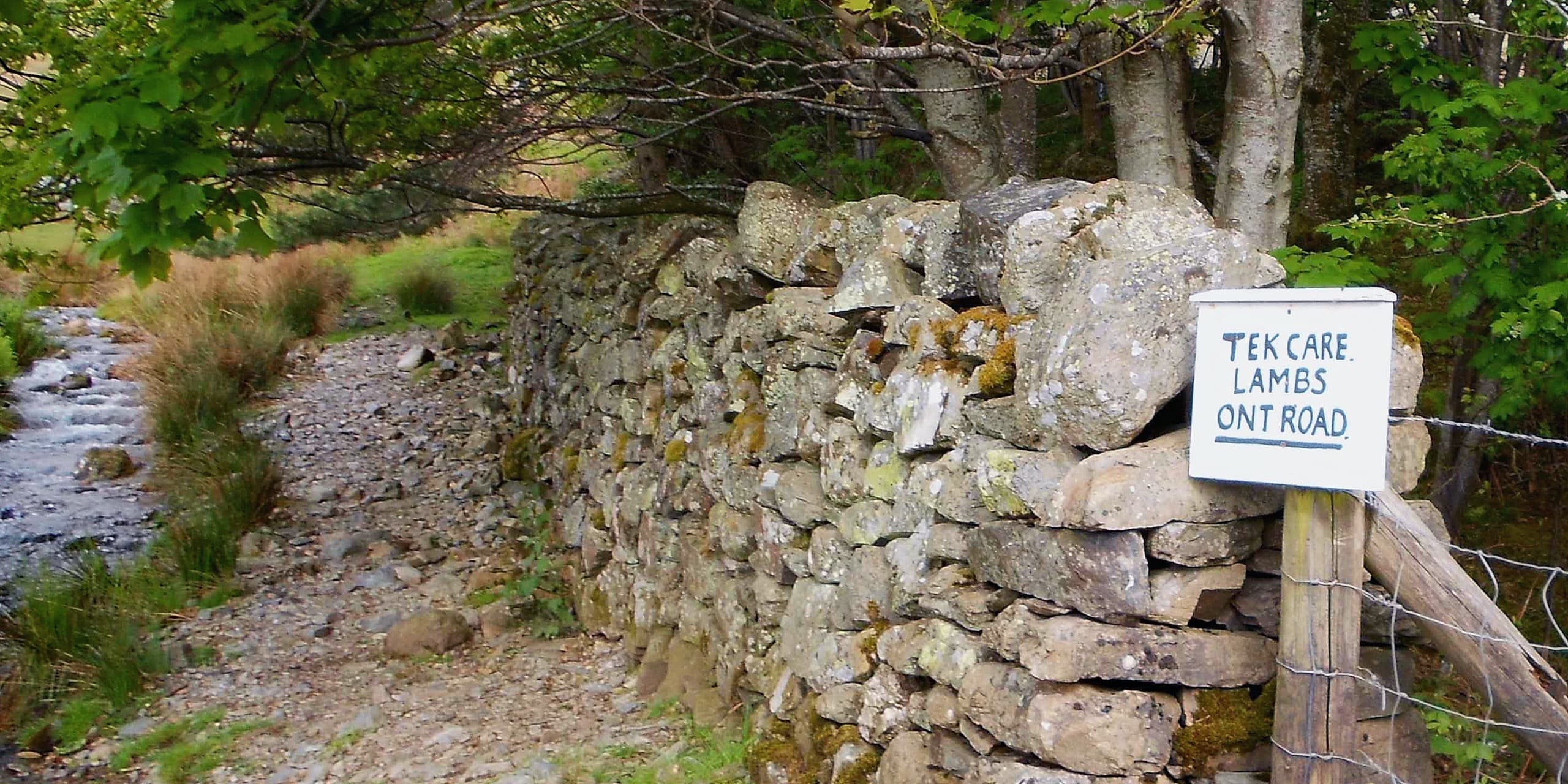 Tek Care, Lambs Ont’ Road